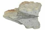 Fossil Crinoid (Hypselocrinus) - Monroe County, Indiana #232146-1